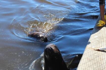 El proceso de captura es controlado y regulado por la Dinara.