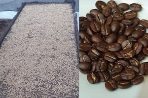 El proceso de deshidratado del café en contraste con un café tostado