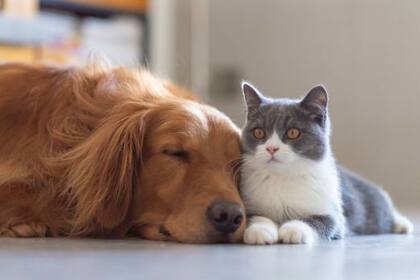 El proceso de domesticación de los gatos fue muy diferente al de los perros