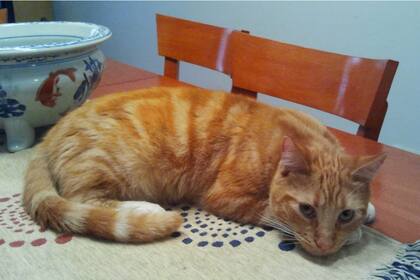 El proceso de mudanza fue muy cuidadoso para que los gatos no sufrieran