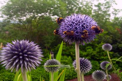 El proceso de polinización es fascinante y clave en la supervivencia de todas las especies.