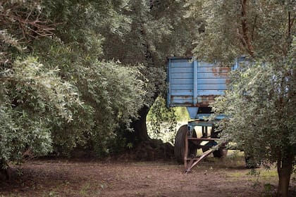 El proceso de recolección es manual.
