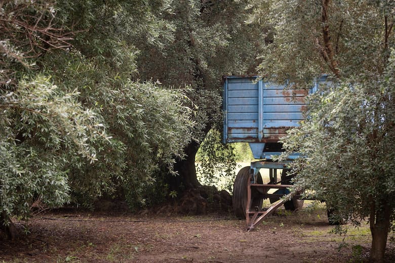 Aceite de oliva premium desde el corazón de Córdoba: tradición familiar y excelencia en cada gota