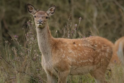El proceso digestivo de los ciervos es complejo y puede verse alterado por nutrición suplementaria
