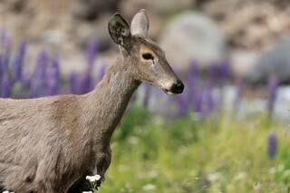 Qué es el rewilding, una alternativa ambiental para recuperar especies