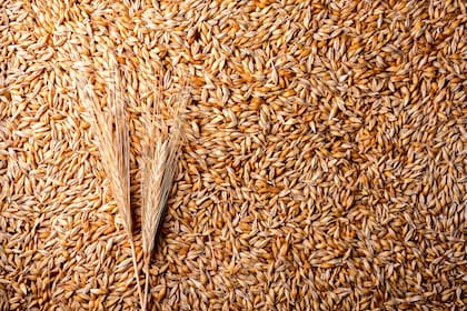 El proceso se inicia con la germinación del grano de cebada (Hordeum vulgare) en grandes piletas con temperatura controlada (36-38°c) y alta humedad (+60%) durante 7 días