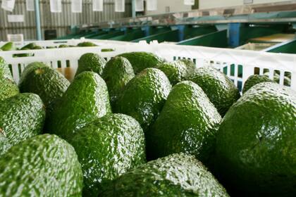 El producto es rico en vitaminas, entre otros beneficios