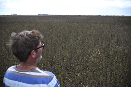 El productor agropecuario Marcelo Bengoechea de la zona de Roldán: “La planta está verde y sale con humedad. Los días no acompañan y va lento porque hay muy poca gente cosechando”