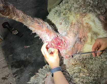 El productor aún no calculó las pérdidas, está abocado en intentar salvar los carneros que sobrevivieron al ataque de perros