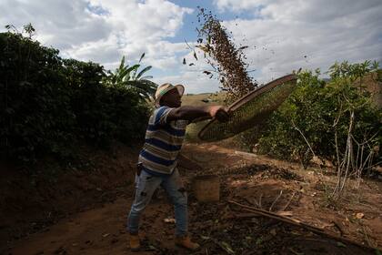 El productor de café José Natal da Silva tamiza granos en su finca de Porciúncula, estado de Río de Janeiro (Archivo)