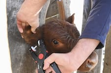 Cuenta regresiva para la nueva “cédula de identidad” del ganado