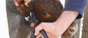 Cuenta regresiva para la nueva “cédula de identidad” del ganado