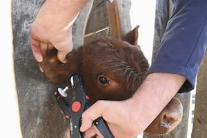 Cuenta regresiva para la nueva “cédula de identidad” del ganado