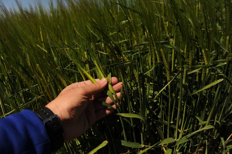 La campaña de trigo entra en una etapa decisiva: genética, sanidad y manejo fino marcarán la diferencia
