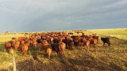 El productor ganadero se prepara para invertir US$20.000 millones