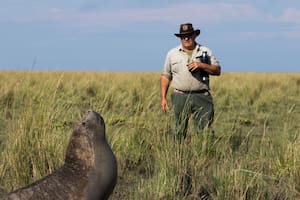 Encontró un elefante marino en el lugar menos pensado y lo ayudó para que vuelva a su hábitat