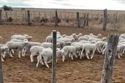 El productor había logrado tener un rodeo de 800 madres ovinas