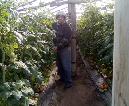 El productor Héctor Dezzoti en su invernadero de tomates