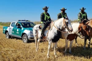 Un productor denunció el faltante de más de 100 vacunos valuados en $145 millones