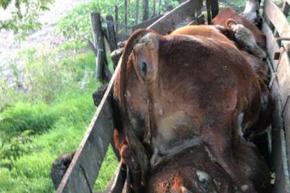 El productor perdió casi la mitad de los animales que tenía