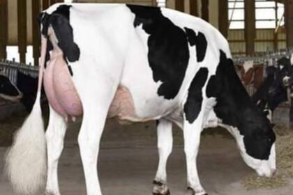 El productor provee leche a SanCor