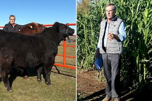 La emotiva historia del productor que convirtió su dolor en genética bovina premiada y exportación de semillas