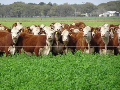 El productor tiene hacienda Hereford