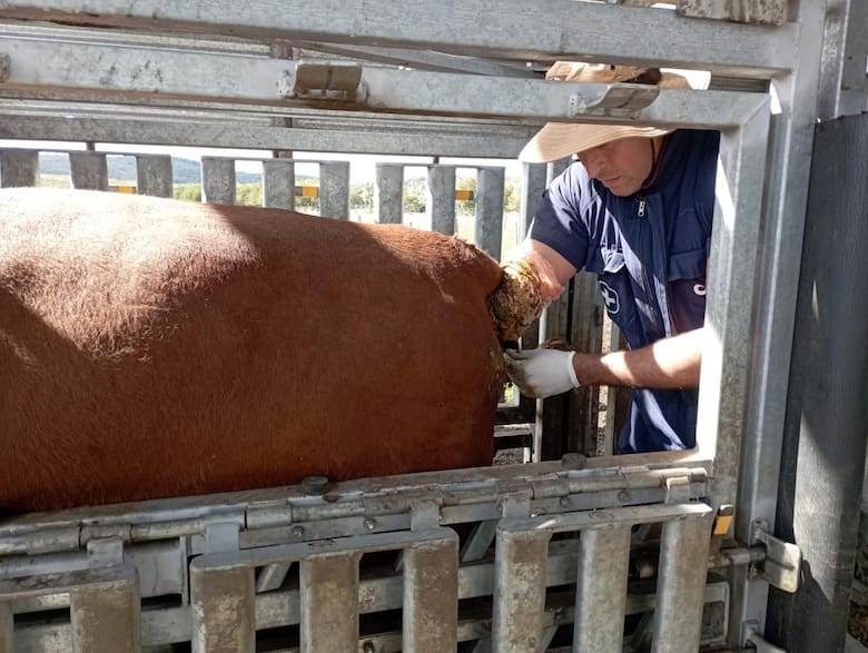 Inseminación artificial