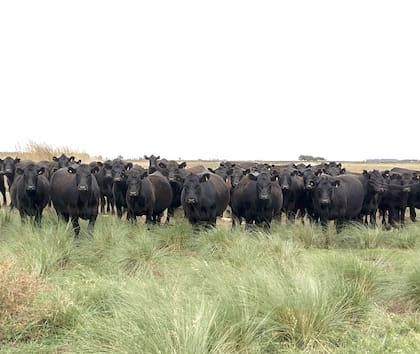 El productor trabaja en campos difíciles, deprimidos, overos, con sectores alcalinos o con tosca