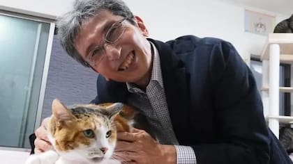 El profesor Sasaki comparó los genes de los gatos calicó con los de los que no lo son, utilizando gatos locales y una base de datos internacional del genoma