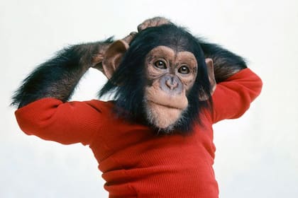 El profesor Terrace bautizó al primate como Nim Chimpsky, como homenaje al célebre lingüista Noam Chomsky
