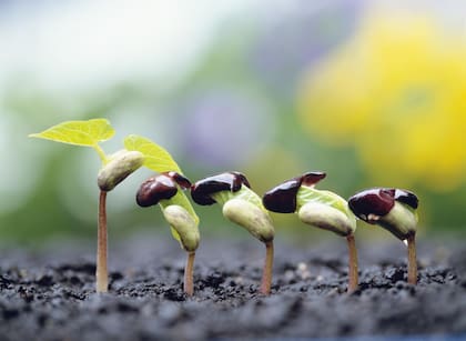 El programa aborda temas vinculados a la innovación, la digitalización y la sustentabilidad en el agro