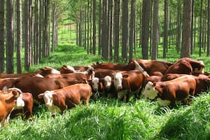 Crearon un plan de manejo de bosques con ganadería y fijaron estrictos objetivos