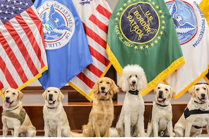 El Programa Canino de la CBP es un pilar de la estrategia de seguridad nacional