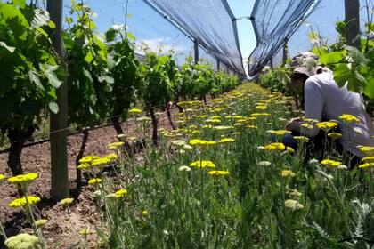 El programa comenzó en el 2018, para profundizar y comprender la interacción entre los agroecosistemas