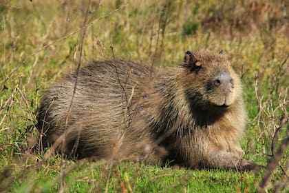 El programa de reintroducción tiene como objetivo traer de vuelta las especies que se habían extinguido