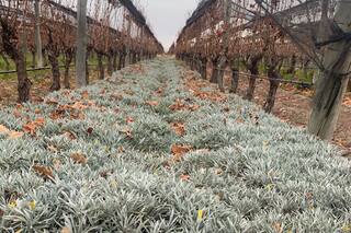 Encontraron un animal único en el planeta mientras hacían una importante investigación