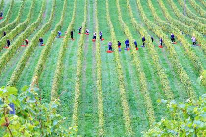 El programa piloto en California brinda apoyo legal a los trabajadores indocumentados
