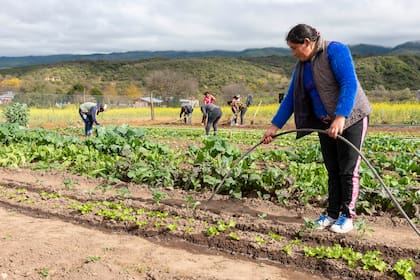 El programa ProHuerta del INTA logró ser referente en asistencia