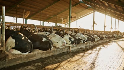 El promedio anual de producción ronda los 38 litros por vaca por día