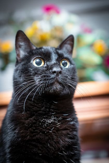 El promedio de vida de un gato es entre 12 y 18 años