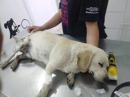 El pronóstico era reservado y grave, Olaf debía someterse a una cirugía pero las probabilidades de que saliera adelante eran muy bajas.