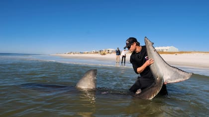El propietario de Coastal WorldWide logró capturar un enorme tiburón blanco en Florida luego de varias horas de espera