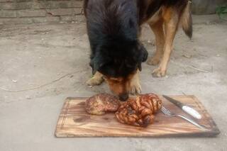 Su perro está enfermo, cumplió 15 años y le hizo un asado para celebrarlo