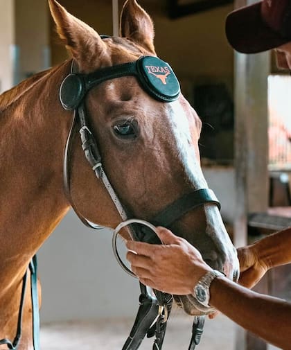El protector para el cerebro de los caballos que ideó Eduardo Amaya. "El polo es peligroso para los caballos también"