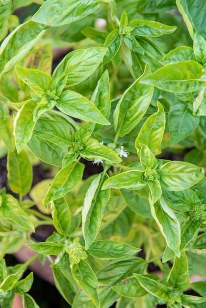 El protector solar para plantas contiene albahaca entre otros componentes