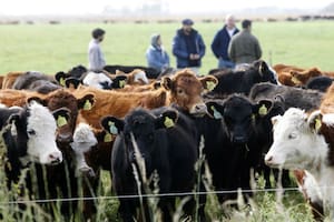 En el país de las vacas hay casi un millón de animales menos