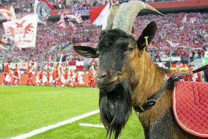 El protocolo sanitario vigente en la Bundesliga impide que la cabra Hennes IX, mascota del Colonia, pueda ver los partidos en la cancha.