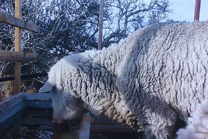 El prototipo del BeTO en el establecimiento San Carlos, en el noroeste de Santa Cruz