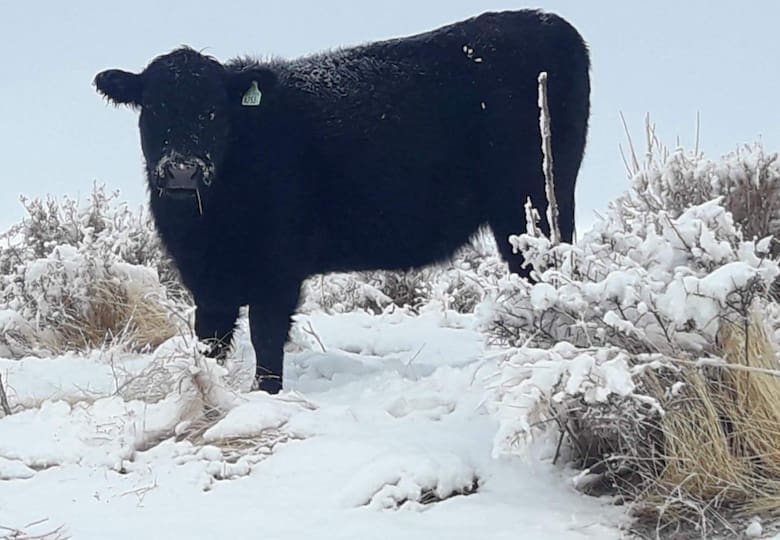 Angus en la estepa: la revolución ganadera de Iturburu en la Patagonia